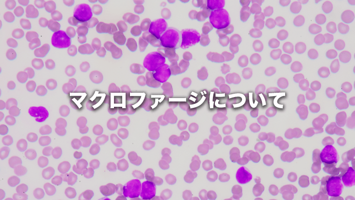 マクロファージについて